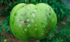 Болезни и вредители томата Вишенка чёрная2