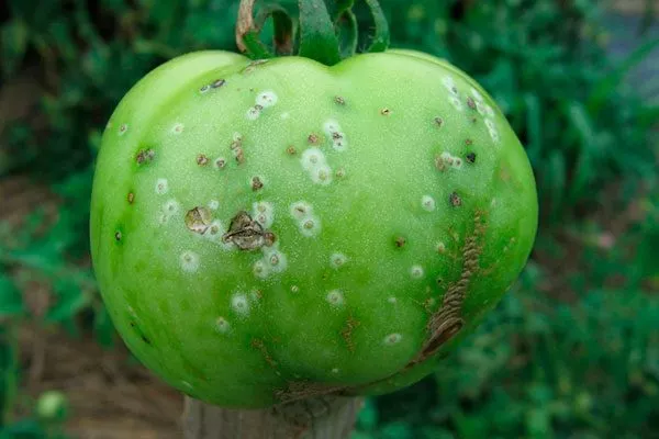 Болезни и вредители томата Вишенка чёрная2