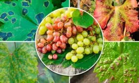 Болезни и вредители винограда Августин2