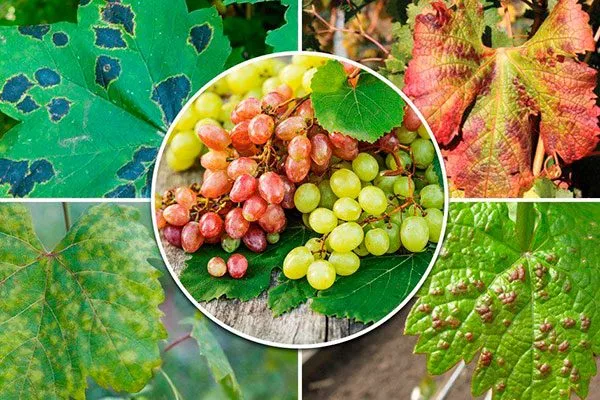 Болезни и вредители винограда Августин2