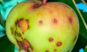 Болезни и вредители яблони Арбат1