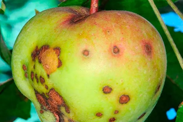 Болезни и вредители яблони Арбат1