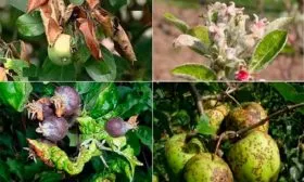 Болезни и вредители яблони Память Ульянищева2