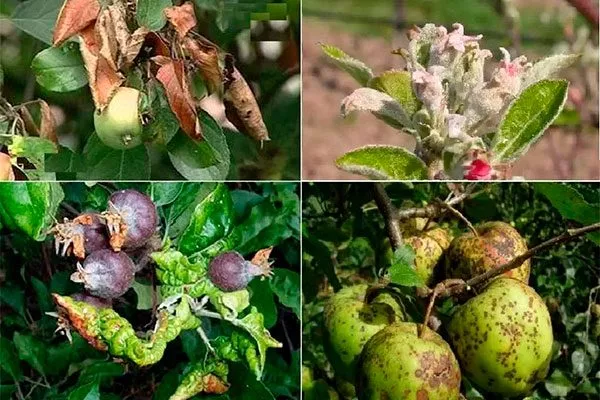 Болезни и вредители яблони Память Ульянищева2