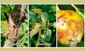 Болезни и вредители яблони Свежесть1