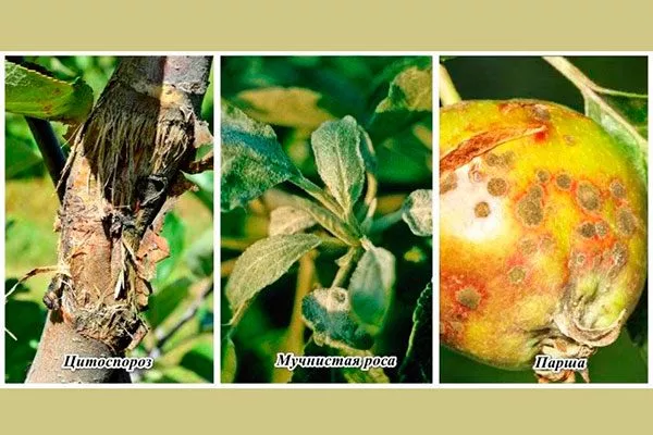 Болезни и вредители яблони Свежесть1