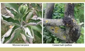 Болезни и вредители Яблоня Аркад3