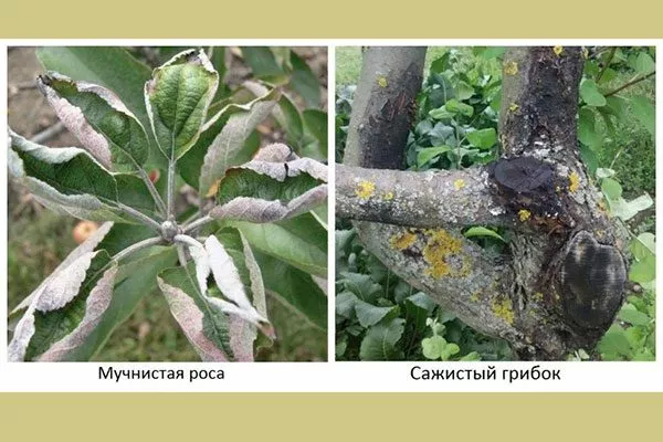 Болезни и вредители Яблоня Аркад3