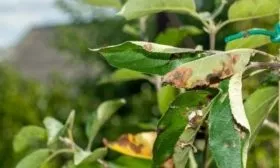 болезни яблони Брянское