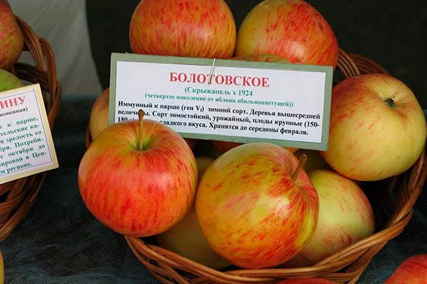 Болотовское