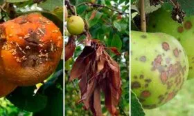 Борьба с болезнями и вредителями