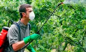 Борьба с болезнями и вредителями, профилактика яблони Чёрный принц1