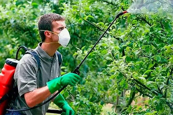 Борьба с болезнями и вредителями, профилактика яблони Чёрный принц1