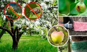 Борьба с болезнями и вредителями сорт яблок Осеннее полосатое2