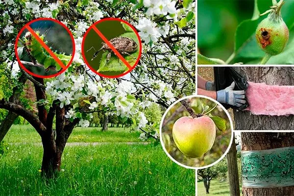 Борьба с болезнями и вредителями сорт яблок Осеннее полосатое2