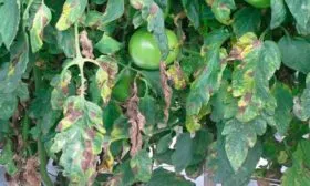 Борьба с болезнями и вредителями Сызранская пипочка2