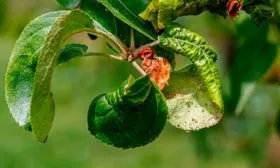 Борьба с болезнями и вредителями яблони Строевское2