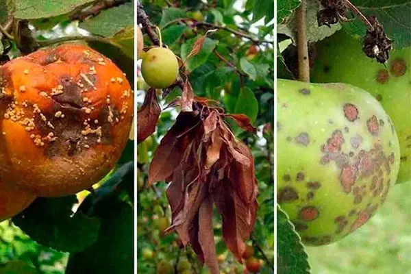 Борьба с болезнями и вредителями