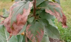 Борьба с болезнями яблони Байя Мариса1