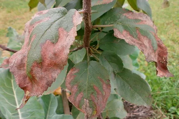 Борьба с болезнями яблони Байя Мариса1