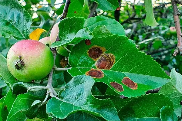 Борьба с болезнями