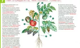 Борьба с вредителями и заболеваниями томатов Званый вечер1