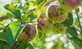 Борьба с вредителями и заболеваниями яблони Райская3