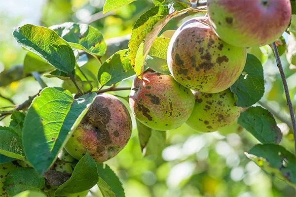 Борьба с вредителями и заболеваниями яблони Райская3