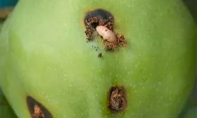 Борьба с вредителями яблони Байя Мариса2