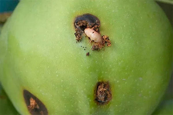 Борьба с вредителями яблони Байя Мариса2