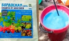 бордосская обработка сливы Белоснежка1