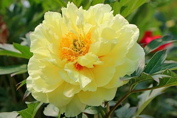 Бартзелла цветок