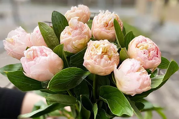 букет пиона Топ Брасс2