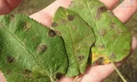 Бурая пятнистость Яблоня Голден Делишес1