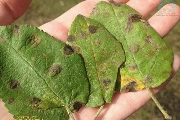 Бурая пятнистость Яблоня Голден Делишес1