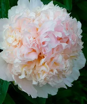 бутон пиона Топ Брасс3