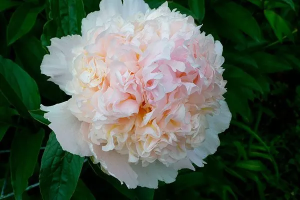 бутон пиона Топ Брасс3