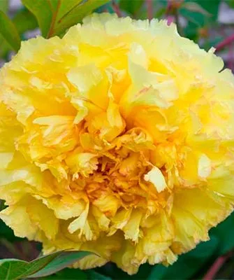 бутон пиона Йеллоу Краун4