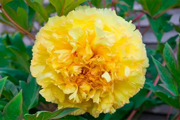 Особенности цветения пиона Йеллоу Краун и инструкция по выращиванию