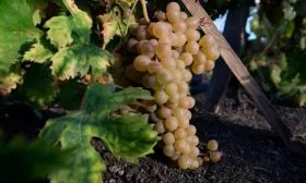 Бьянка винограда Мальвазия10