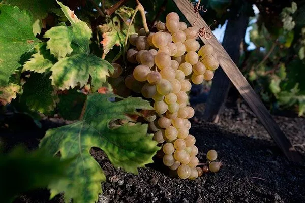 Бьянка винограда Мальвазия10