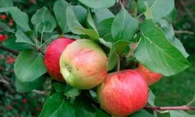 Чаровница яблони Строевское19