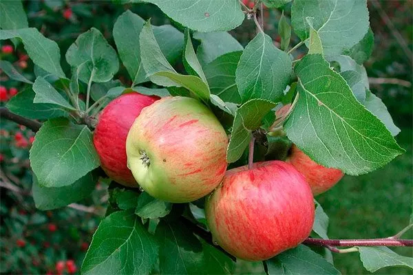 Чаровница яблони Строевское19