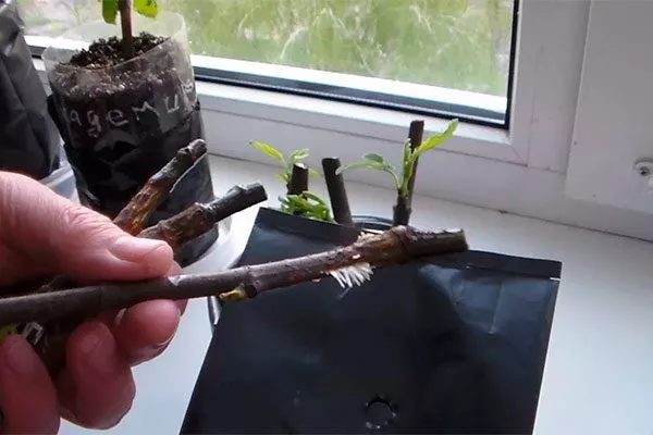 черенками хурмы Вебер19