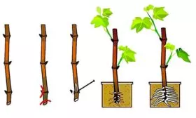 Черенками винограда Августин15