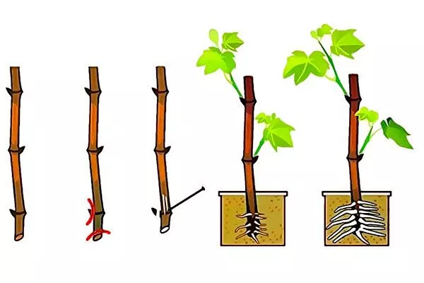 Черенками винограда Августин15