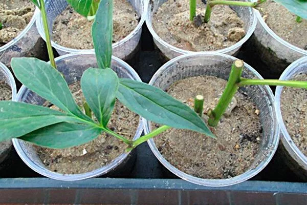 Черенкование пионов Макинак гранд16