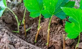 Черенкование смородины Деликате17