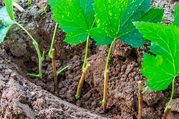 Черенкование смородины Деликате17