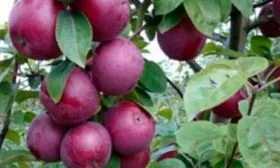 черные яблоки яблони Чёрный принц16